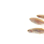 Three zebrafish danio rerio swimming