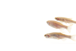 Three zebrafish danio rerio swimming