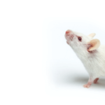 research mouse