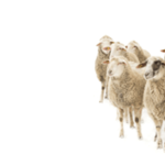 flock of sheep for research