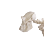 primate skeleton for research