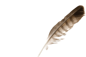 Native American eagle feather