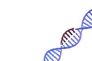 CRISPR gene modifications DNA strand