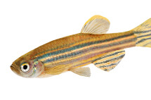 Zebrafish for animal research