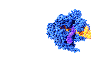 rna enzyme complex