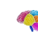 brain image with each section in a different bright color