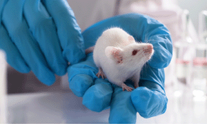 researcher holding mouse