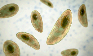 cells under microscope