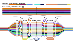 Pangenome graphic