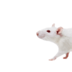 white mouse