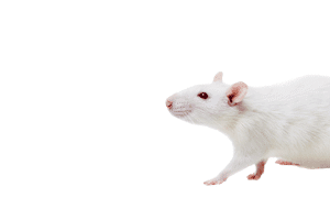 white mouse