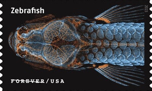 nih zebrafish stamp