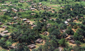 rainforest above view