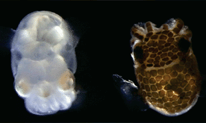 see through squid