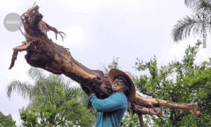 Man holding tree trunk